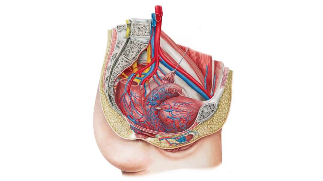 Blood vessels of the female pelvis