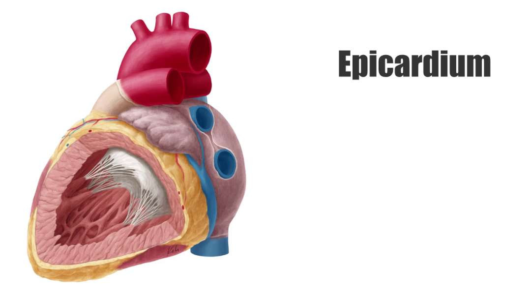 Epicardium
