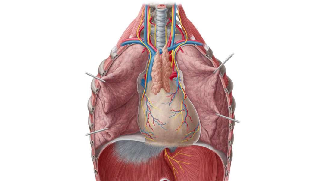 Lungs in situ