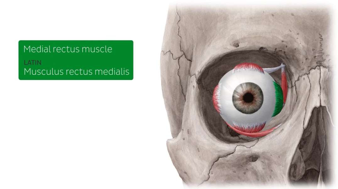 Muscles of facial expression