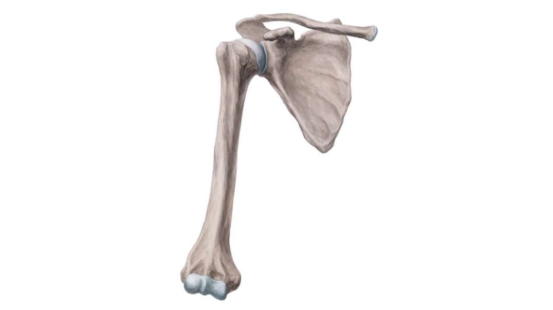 Humerus