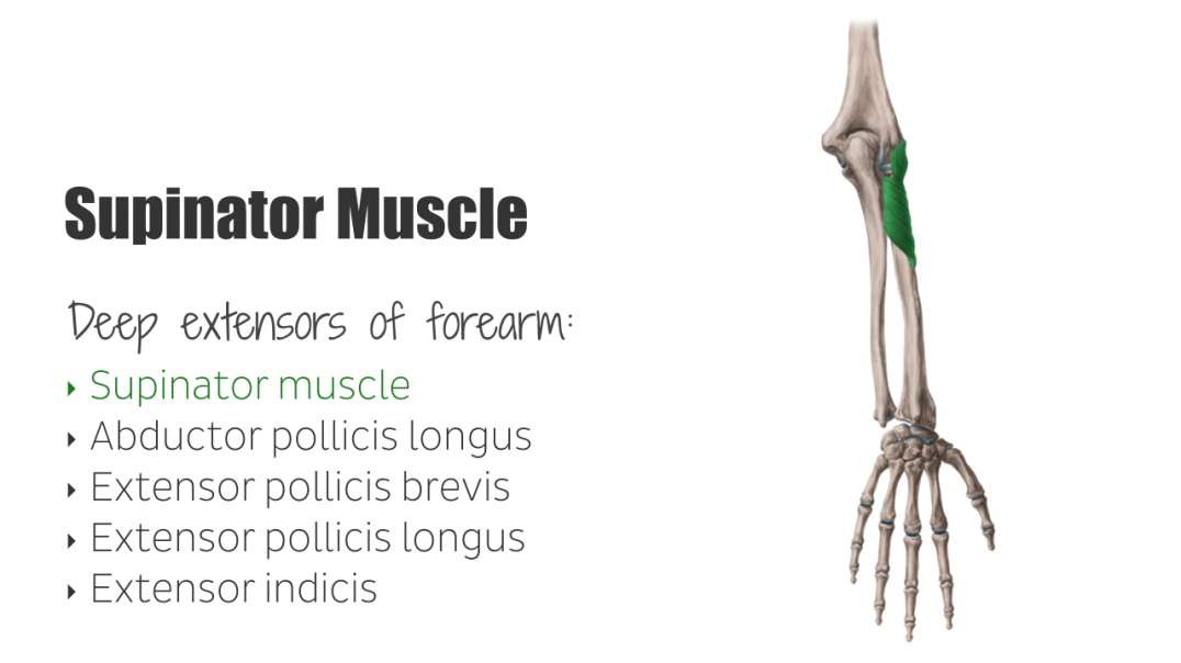 Supinator muscle
