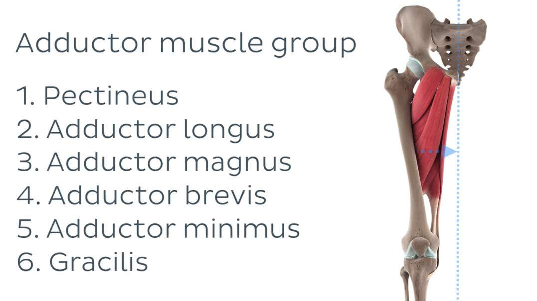 Functions of the adductor brevis muscle