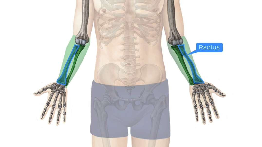 Radius and ulna