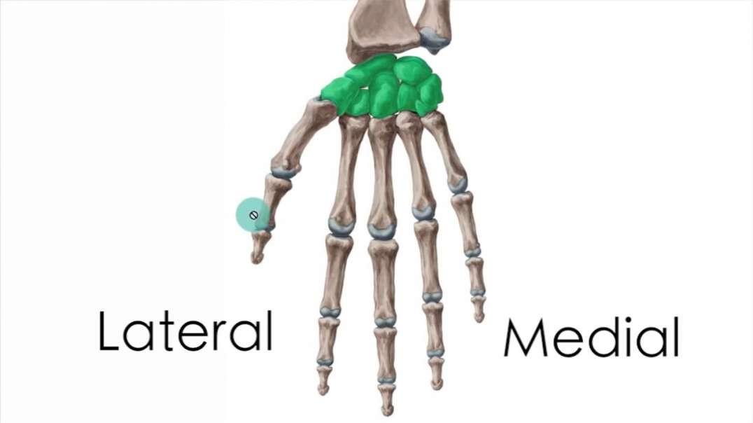Carpal bones