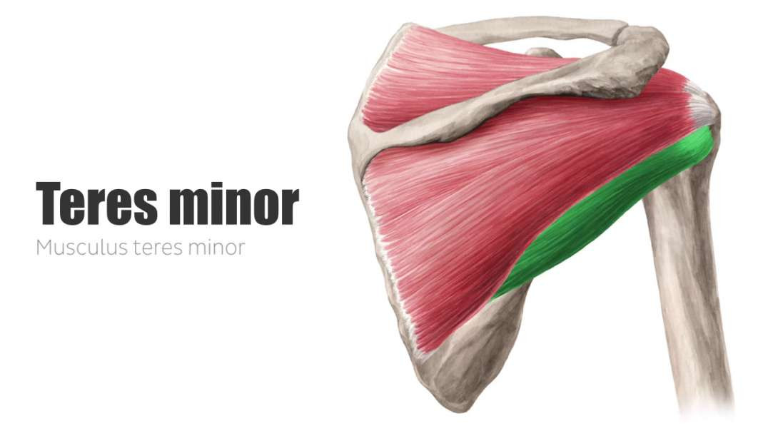 Teres minor muscle