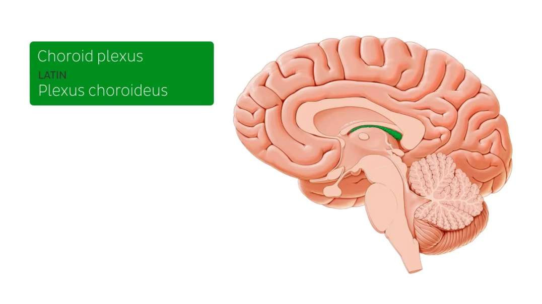 Choroid plexus