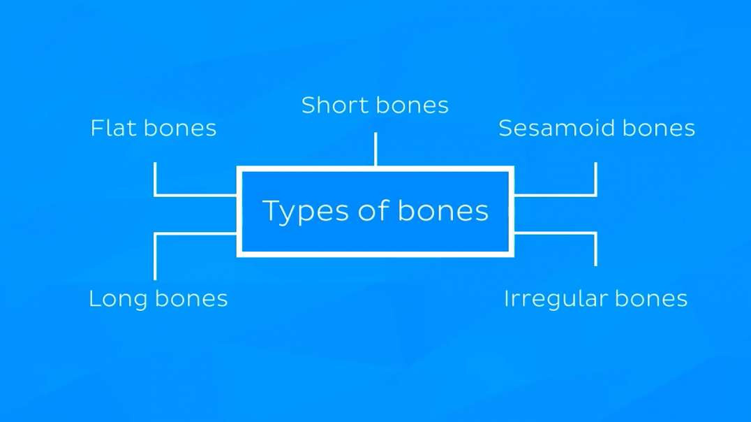 Bone tissue