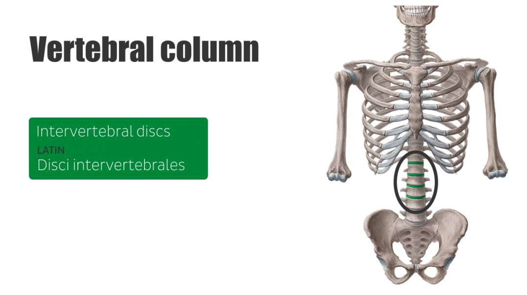 Vertebral column