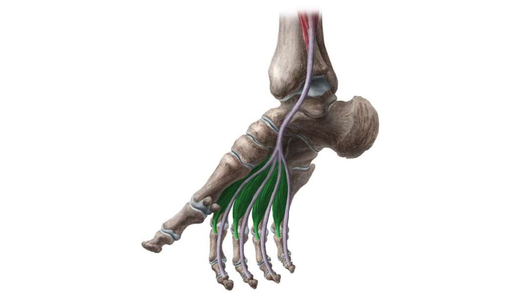 Lumbrical muscles of the foot