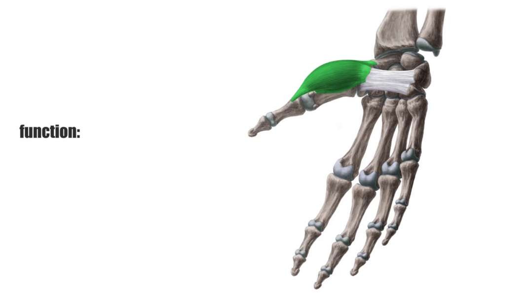 Abductor pollicis brevis muscle