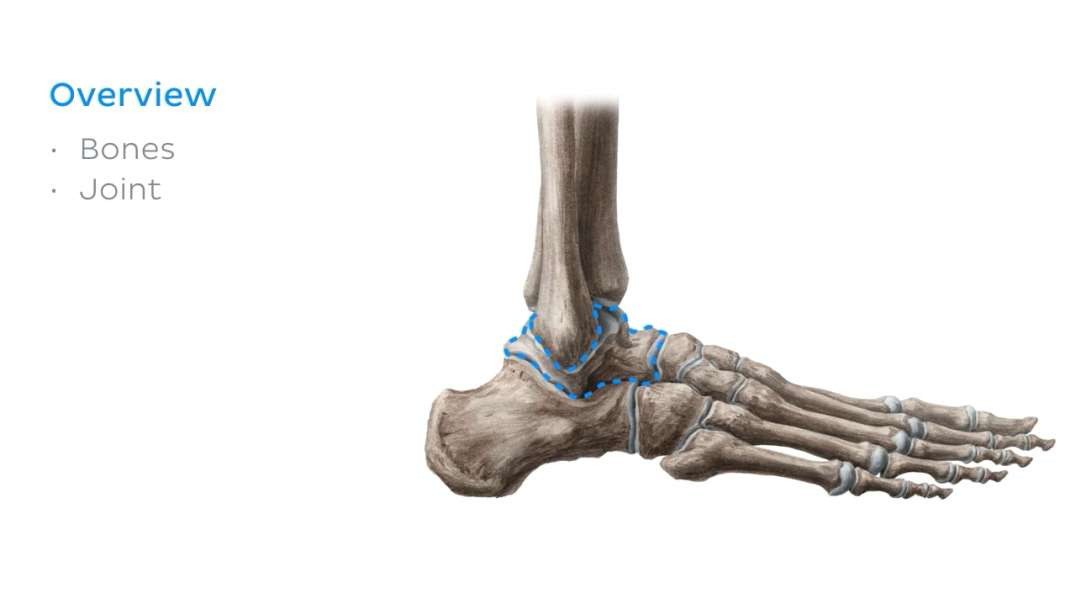 Ankle joint