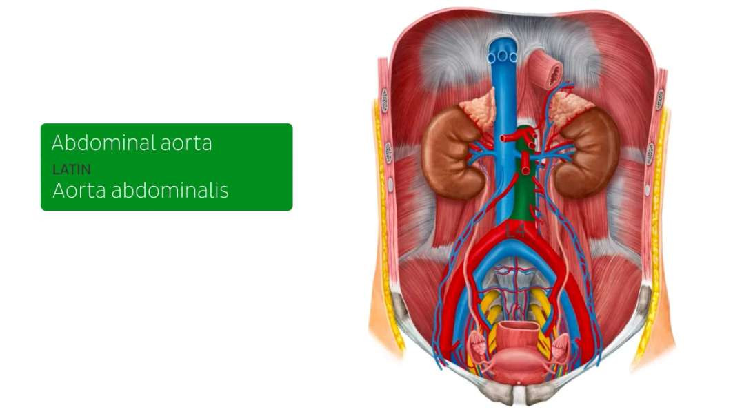 Arteries of the thorax