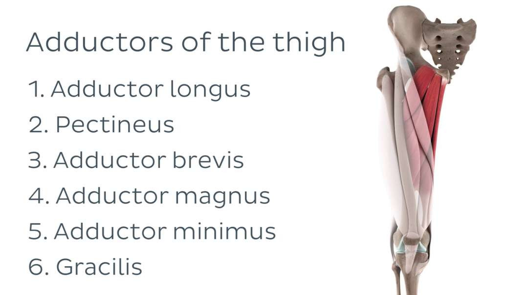 Functions of the adductor longus muscle