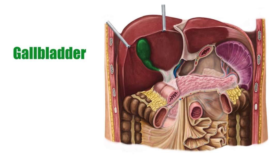 Gallbladder