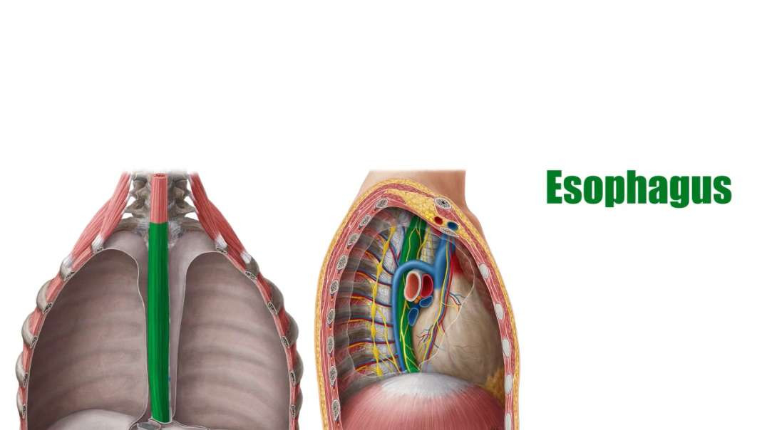 Esophagus