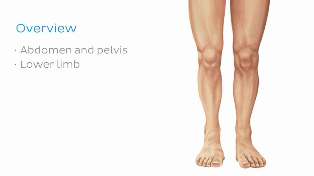 Surface anatomy of the abdomen and the lower extremity