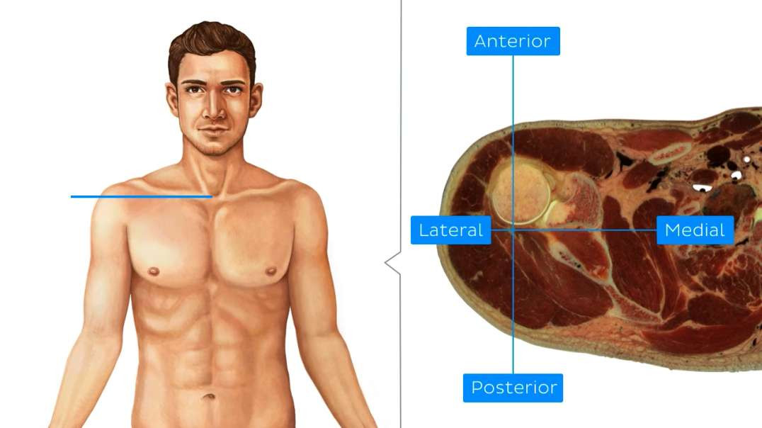 Cross section of upper extremity - shoulder
