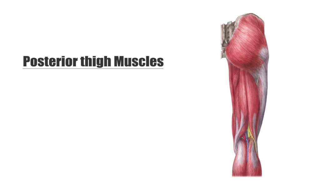 Posterior thigh muscles