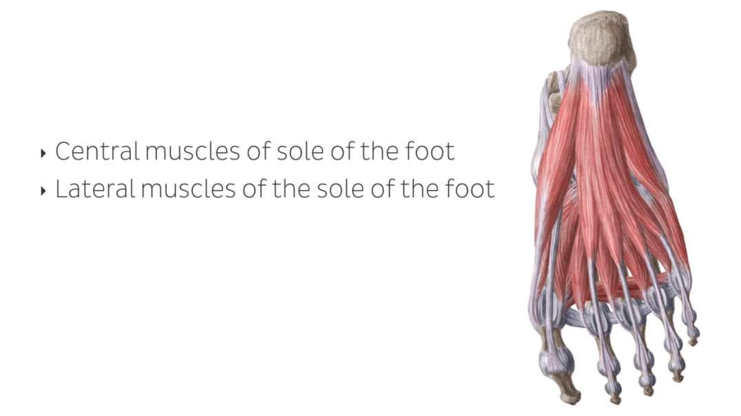 Muscles of the foot