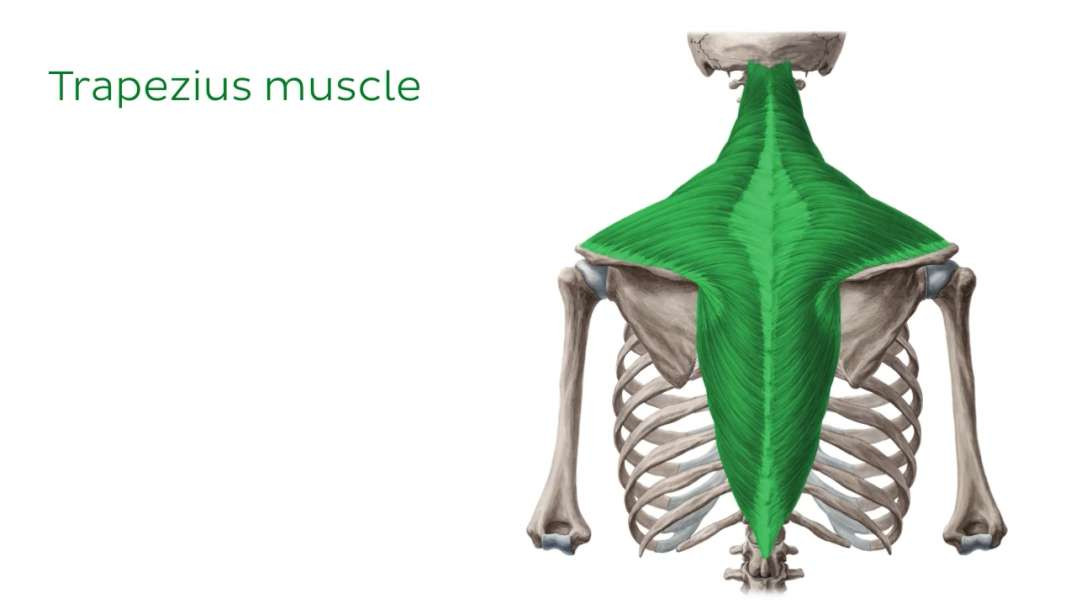 Muscles of the shoulder girdle