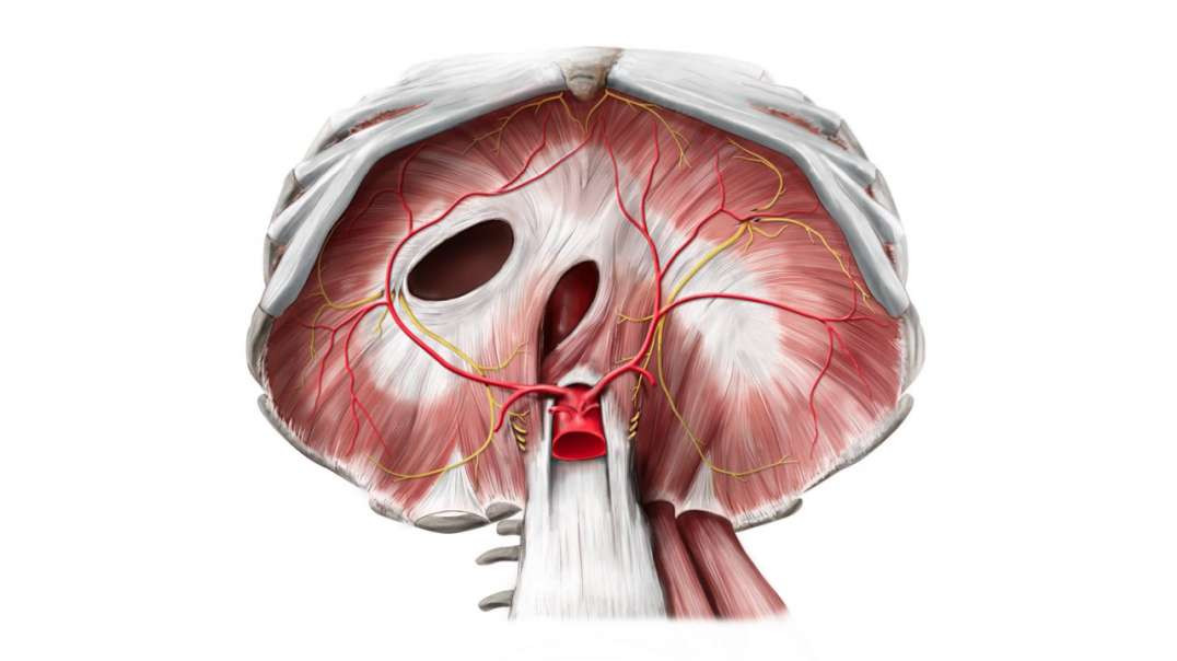 Abdominal surface of the diaphragm