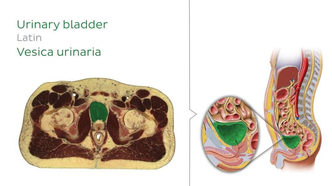 Cross section at urinary bladder level
