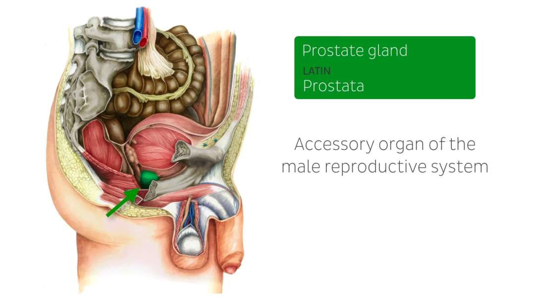 Prostate