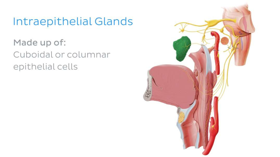 Intraepithelial glands