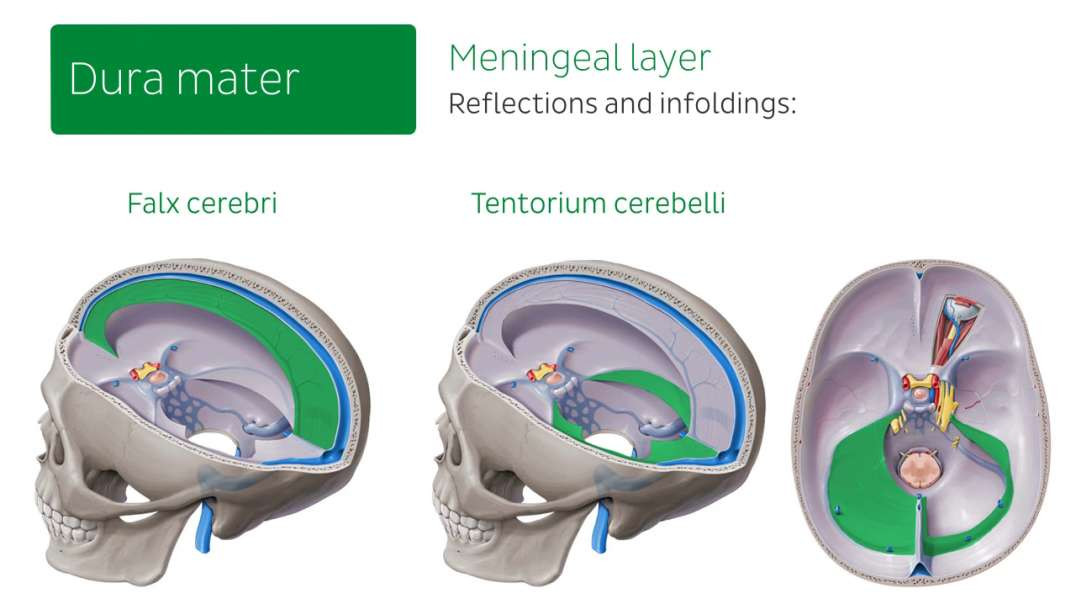 Meninges of the brain