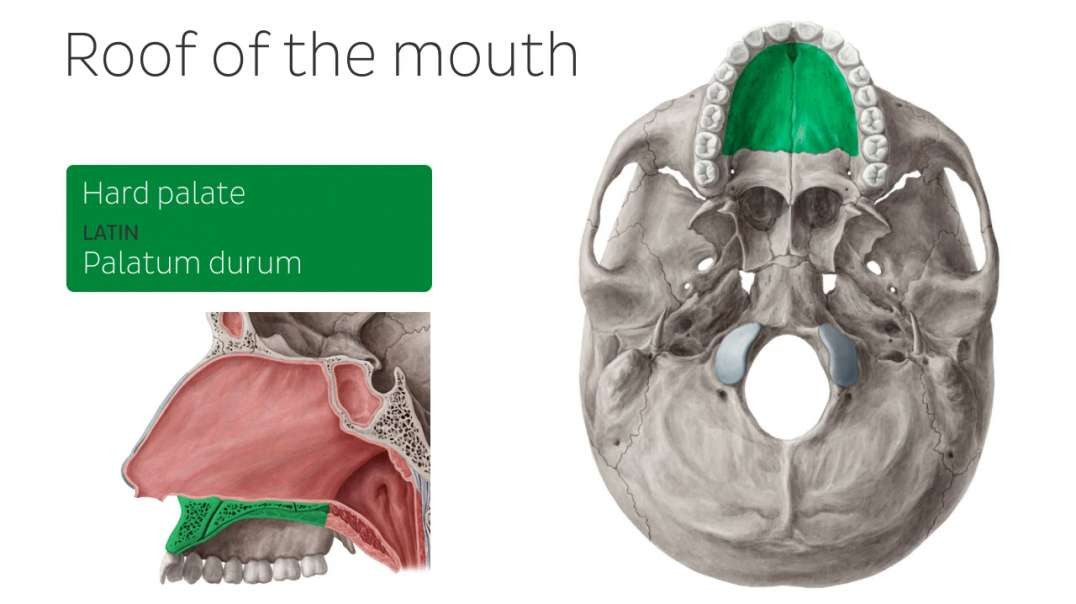 Overview of the oral cavity
