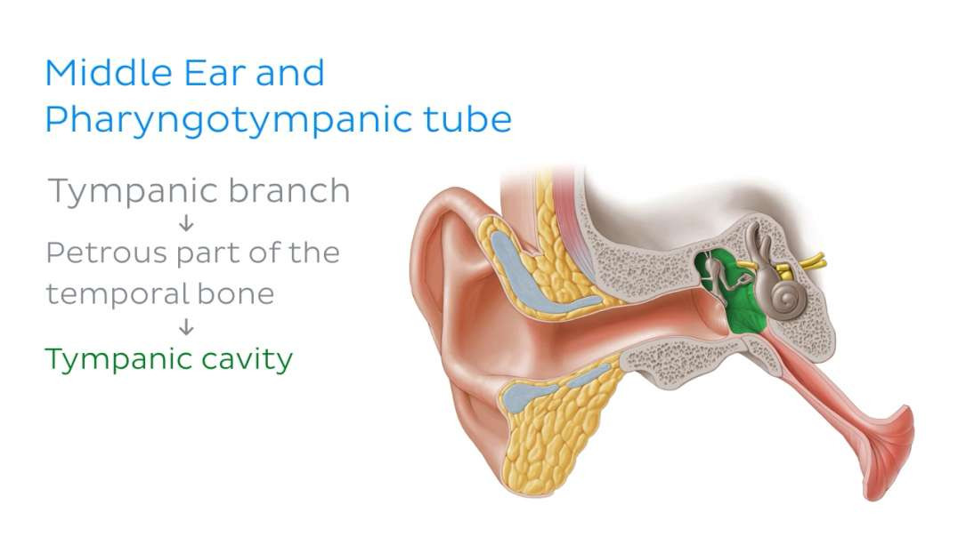Glossopharyngeal nerve