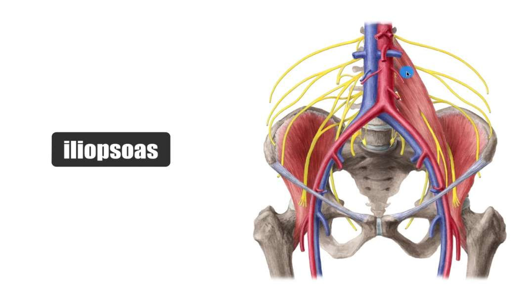 Inner hip muscles