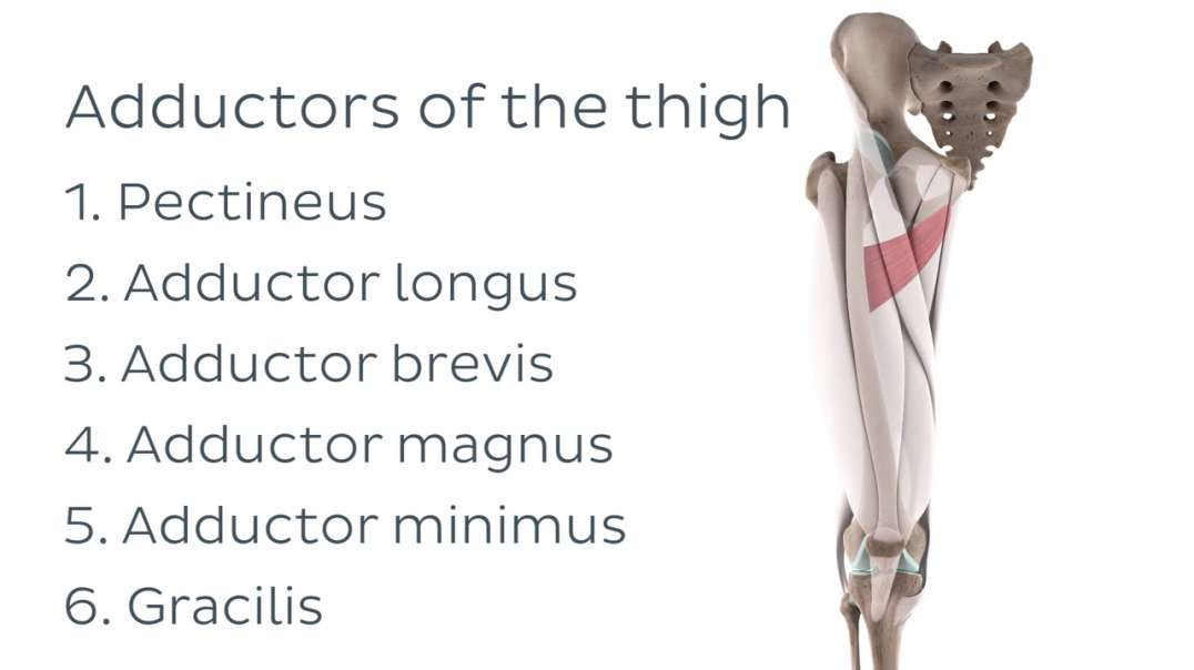 Functions of the adductor minimus muscle