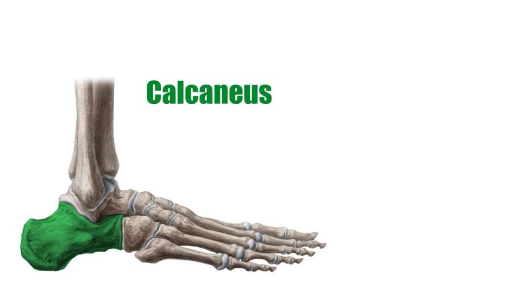 Overview of the calcaneus Kenhub