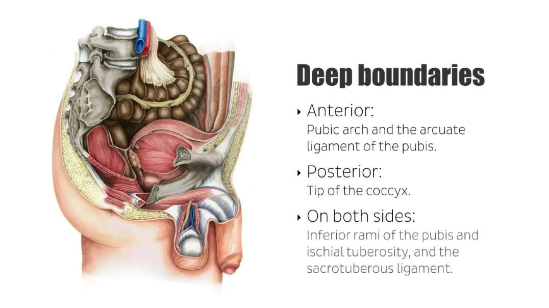 Male pelvic viscera and perineum
