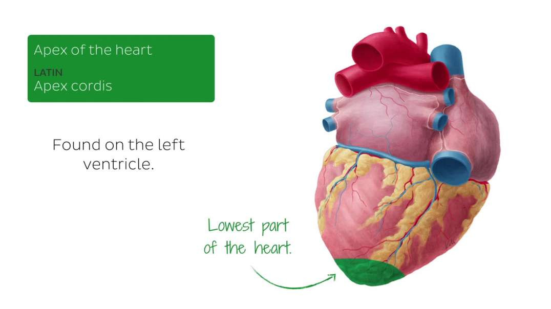 Posteroinferior view of the heart