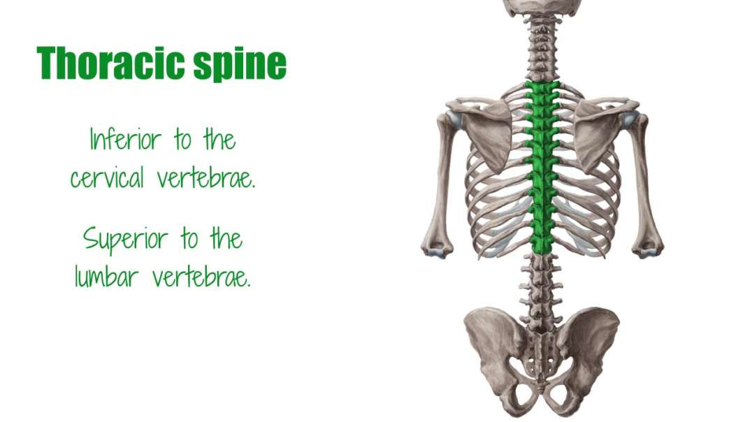 Thoracic spine