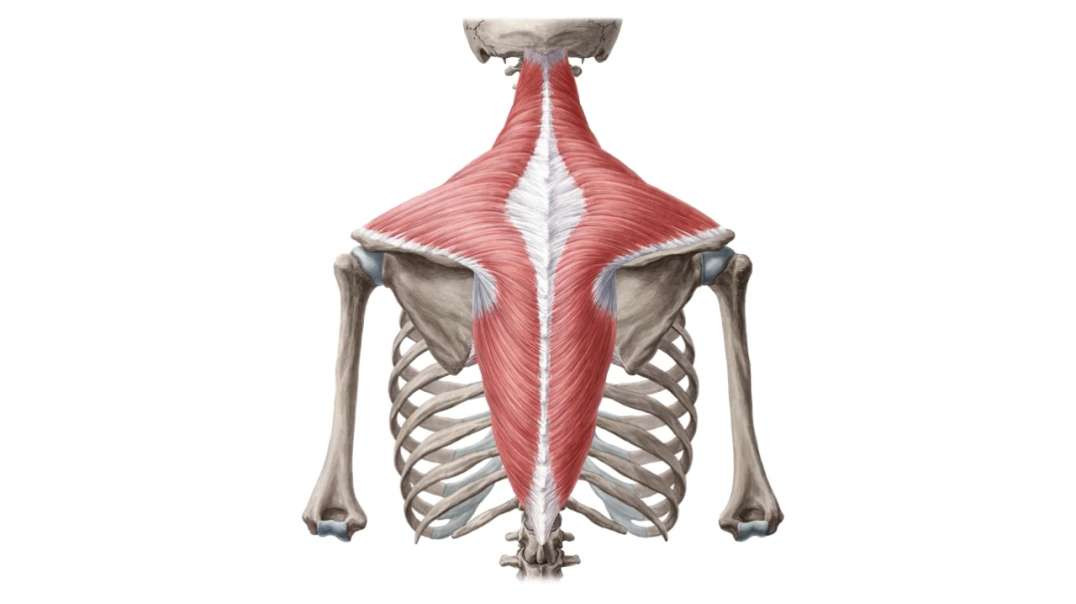 Muscles of the shoulder girdle