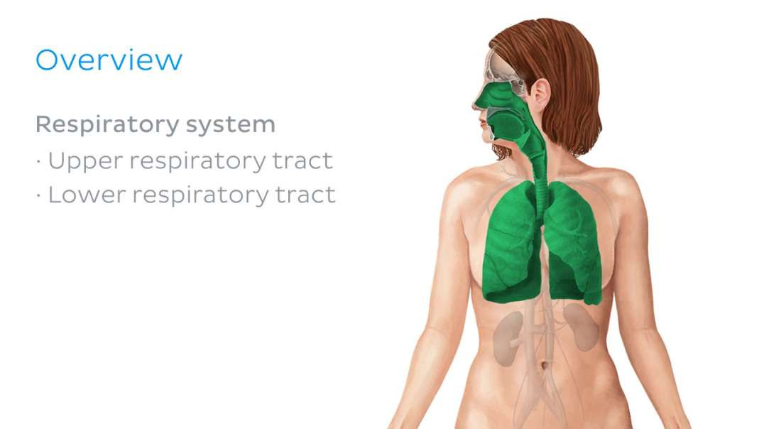 Respiratory System