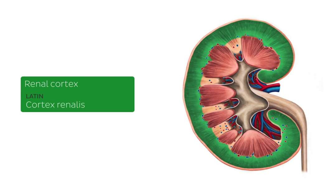 Renal cortex