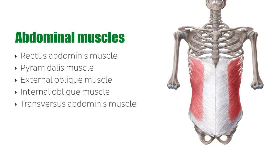 Muscles of the ventral trunk