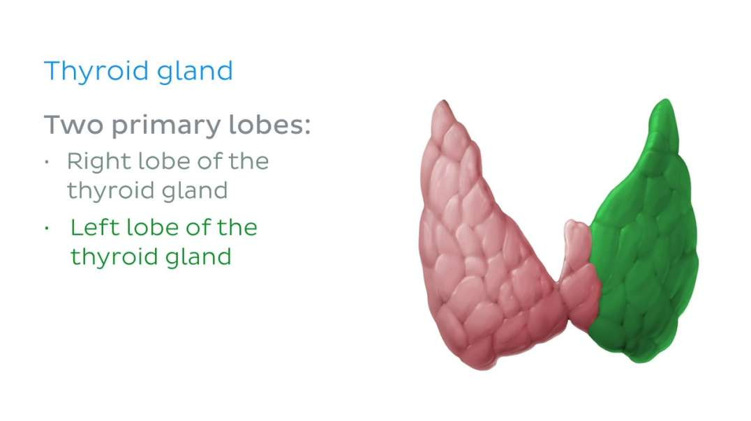 Thyroid and Parathyroid Glands