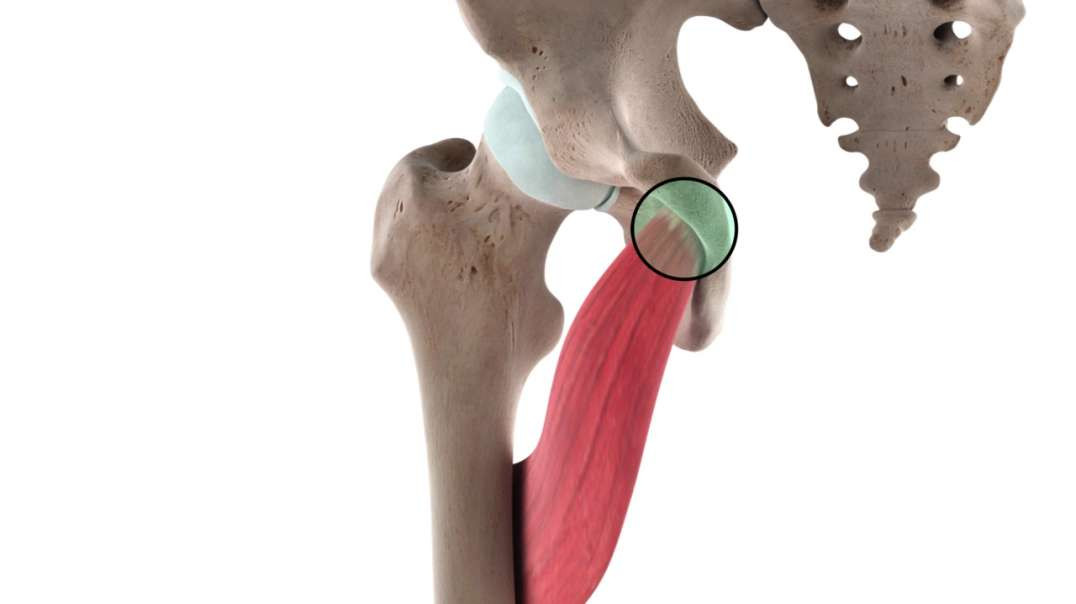 Functions of the adductor brevis muscle