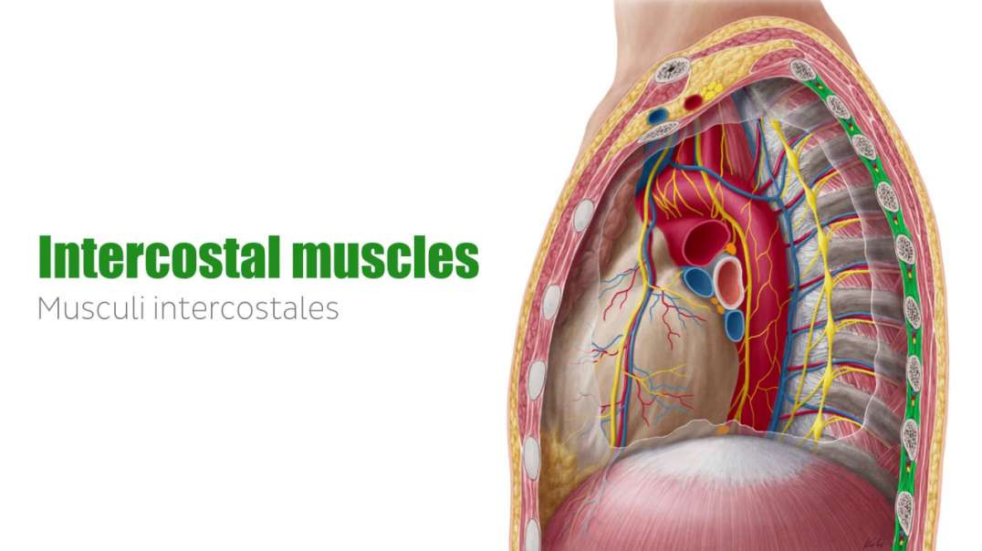 Intercostal muscles