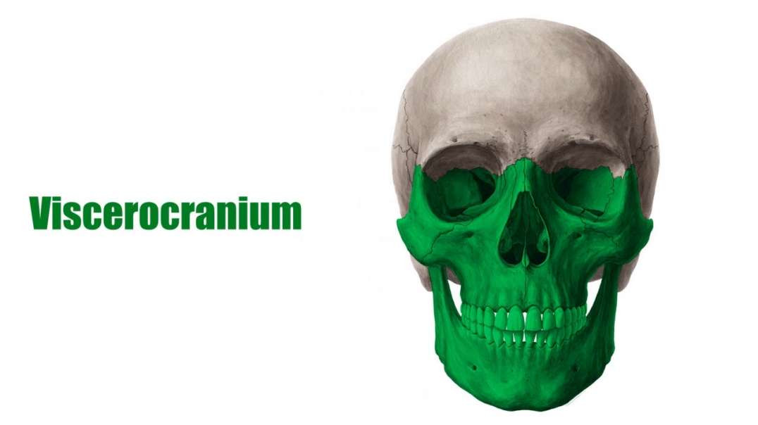 Viscerocranium