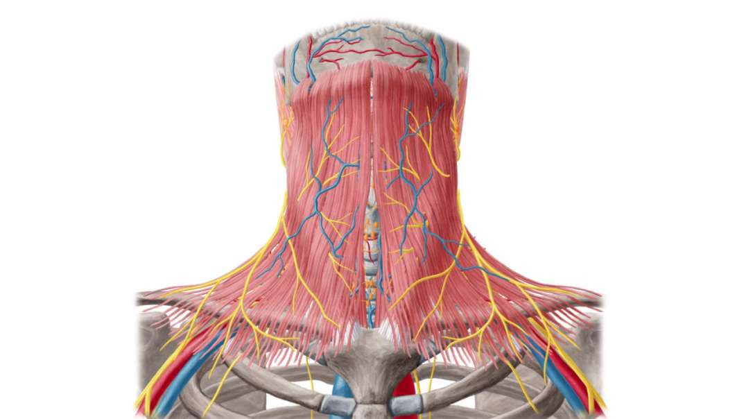 Neurovasculature and lymph nodes of the neck