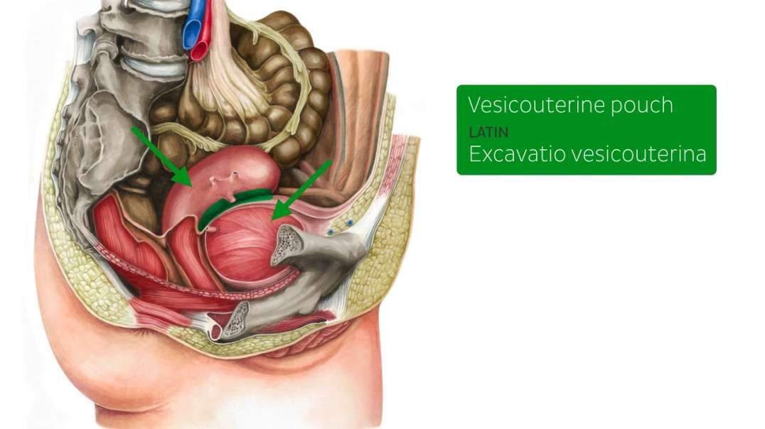 Vesicouterine pouch