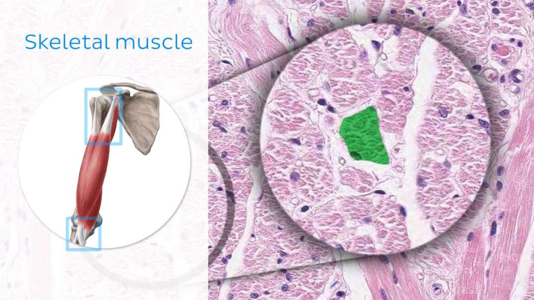 Skeletal muscle tissue