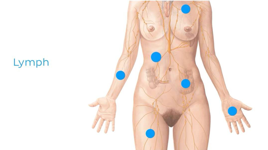 Introduction to the Lymphatic System